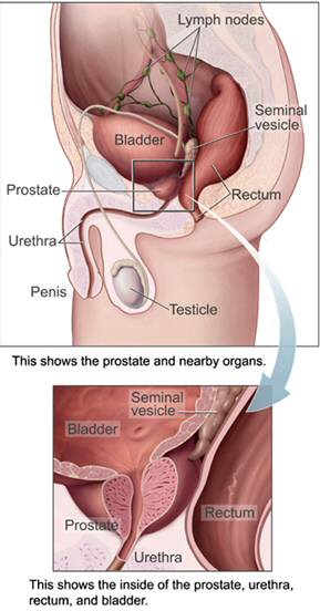 The Prostate Location - from Wikipedia